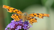 Kleiner Perlmuttfalter_2.jpg